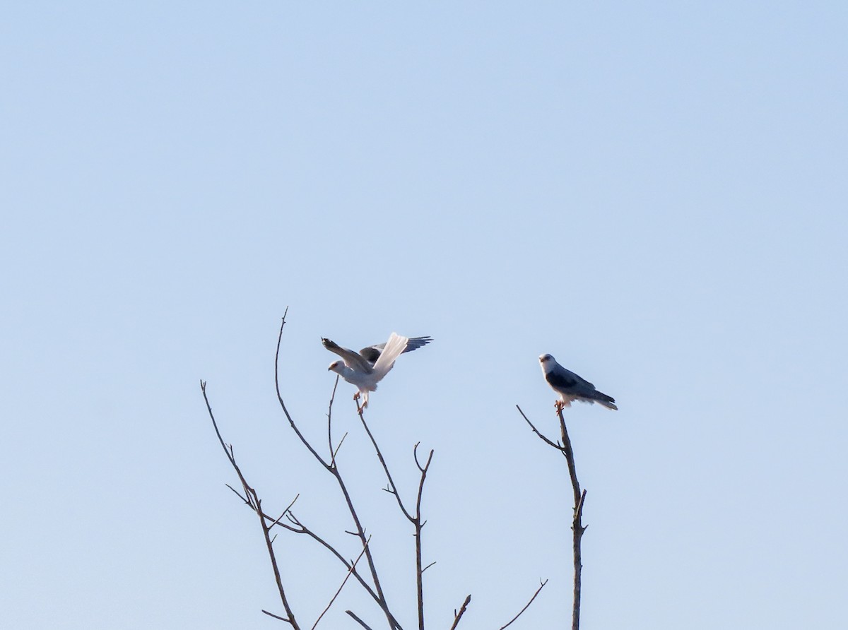 White-tailed Kite - ML610521394