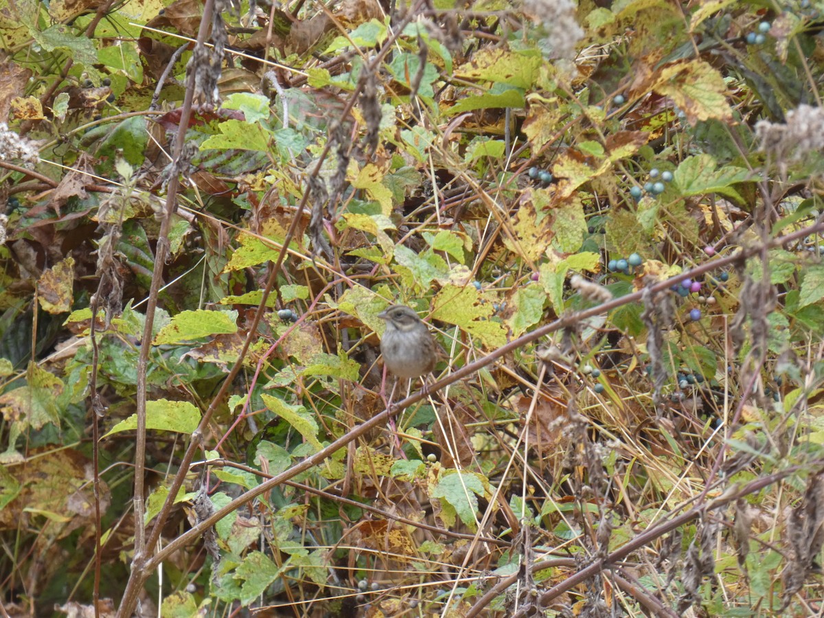 Swamp Sparrow - ML610521546