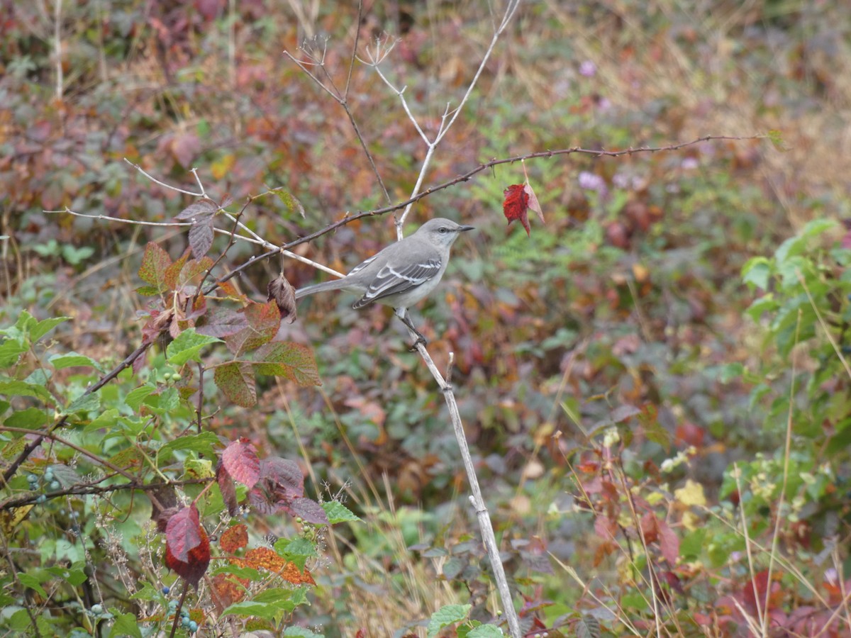 Northern Mockingbird - ML610521557