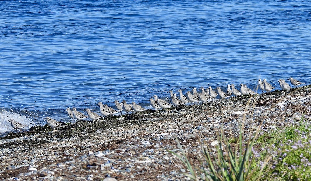 Black-bellied Plover - ML610521569