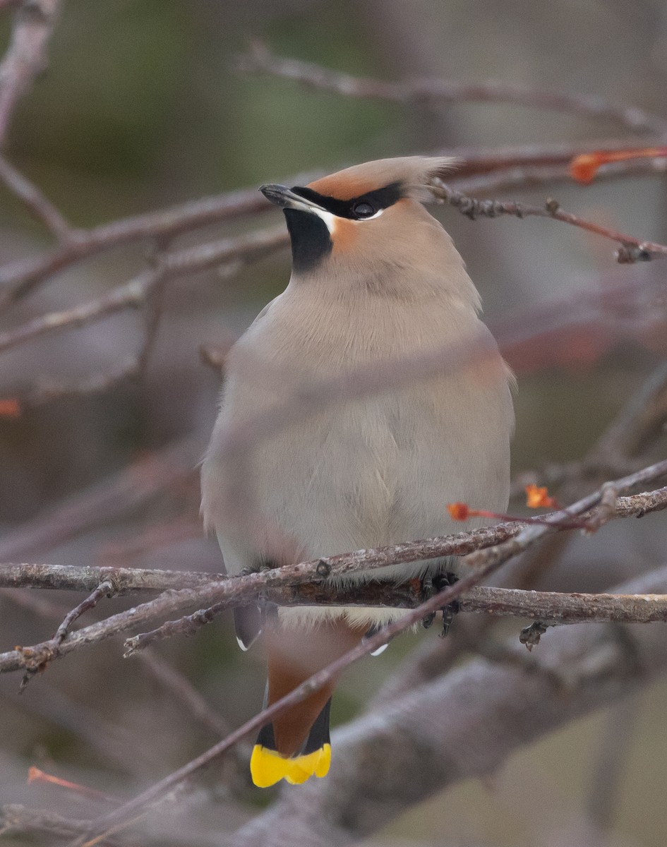 Bohemian Waxwing - Caroline Lambert