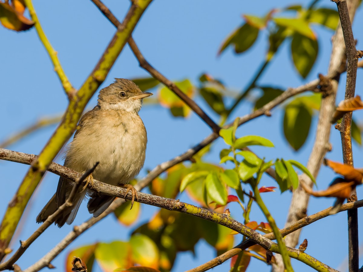 Greater Whitethroat - ML610521771