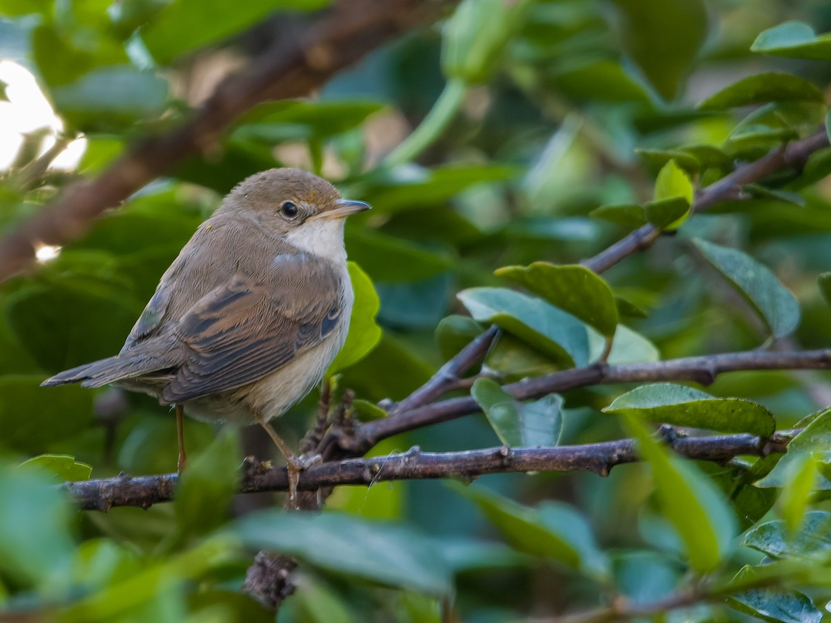 Greater Whitethroat - ML610521774