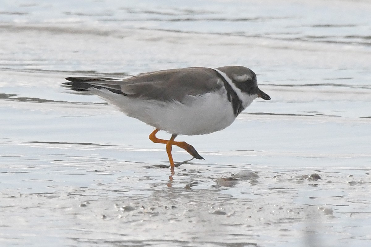 Common Ringed Plover - ML610521803