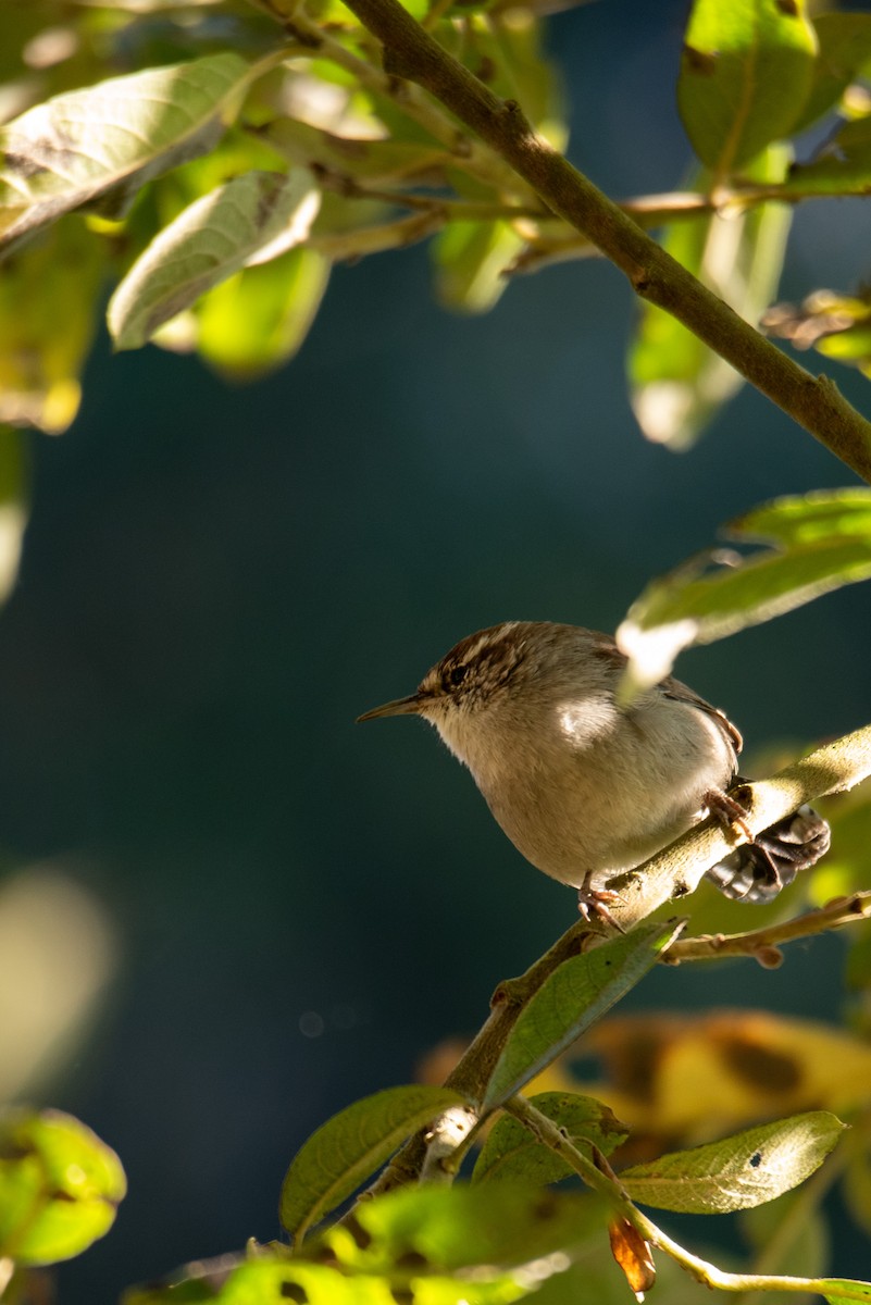 Bewick's Wren - ML610521810