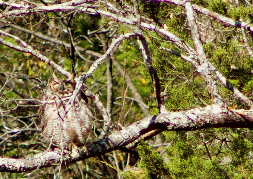 Great Horned Owl - ML610521958