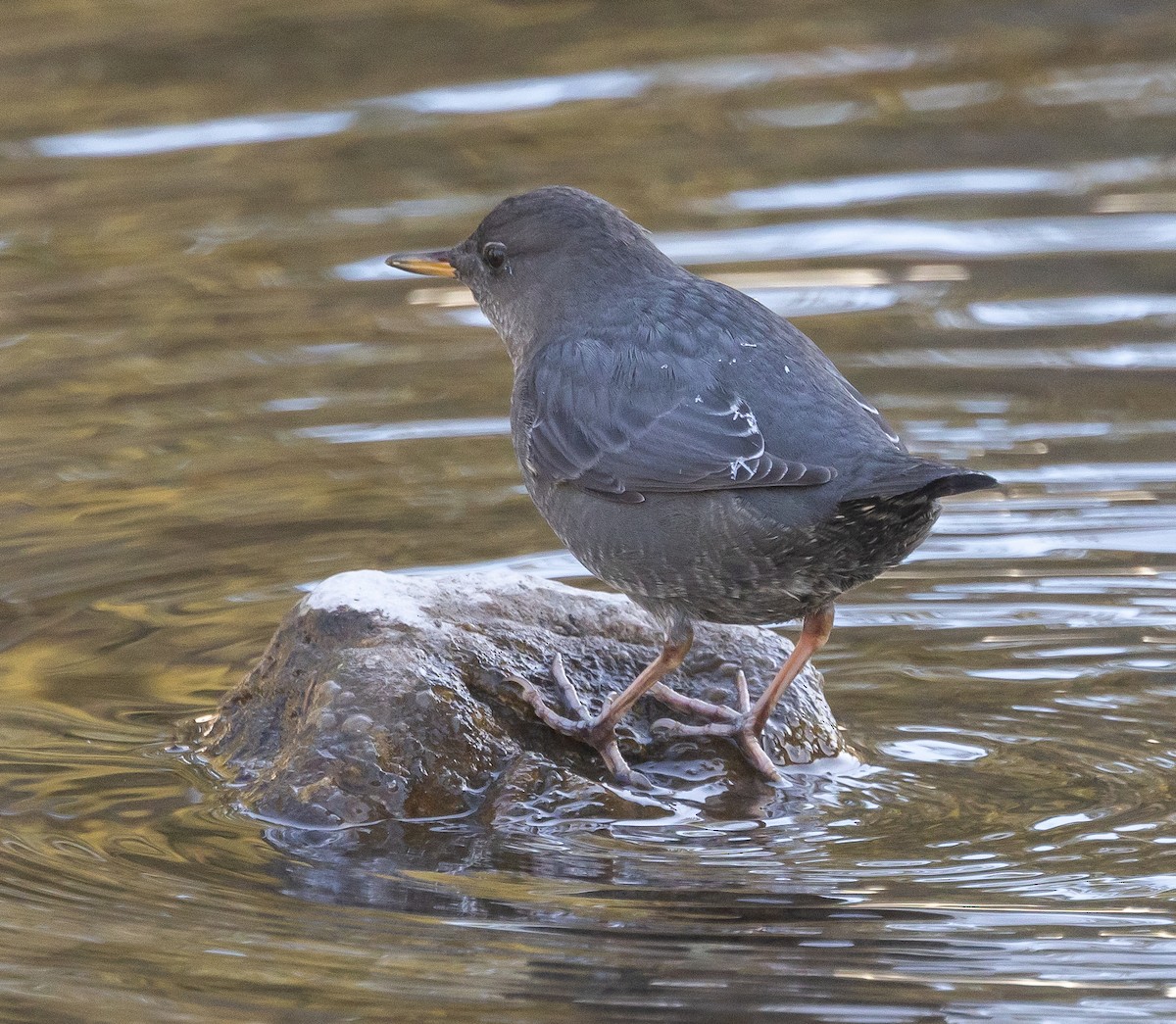 American Dipper - ML610521978