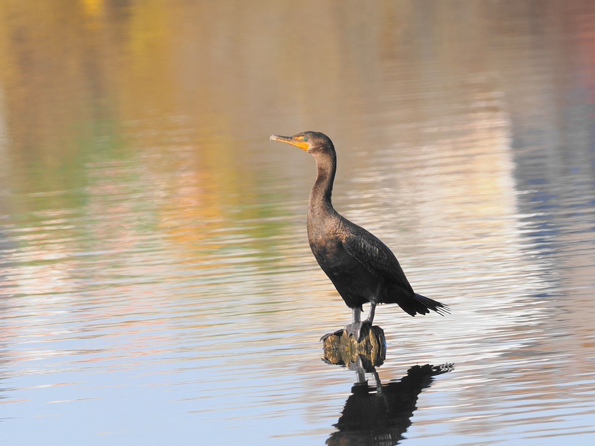 Double-crested Cormorant - ML610522024