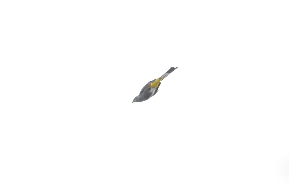 Gray Silky-flycatcher - Barry Blust
