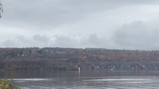 Brant (Atlantic) - ML610522351