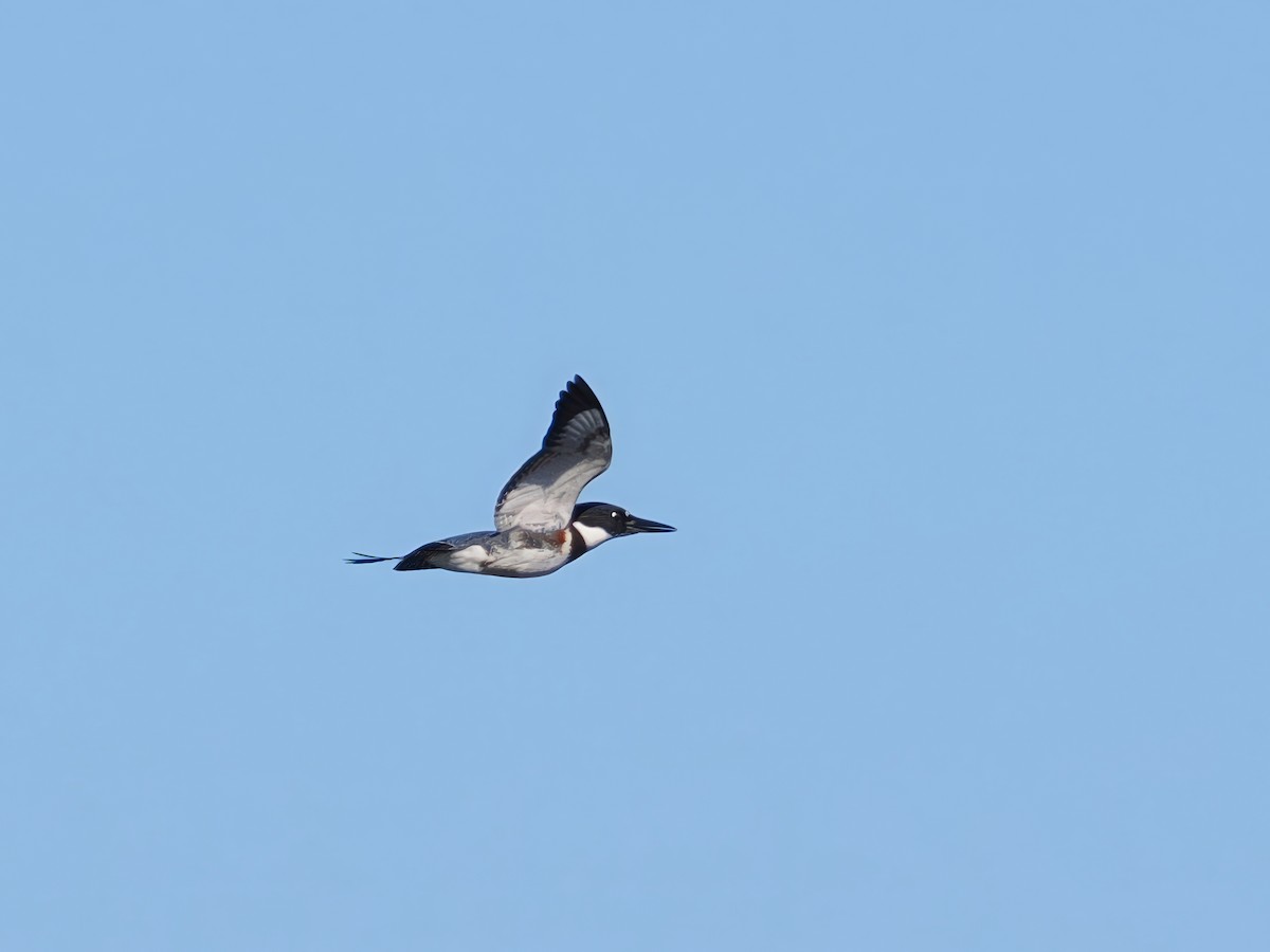 Belted Kingfisher - ML610522361
