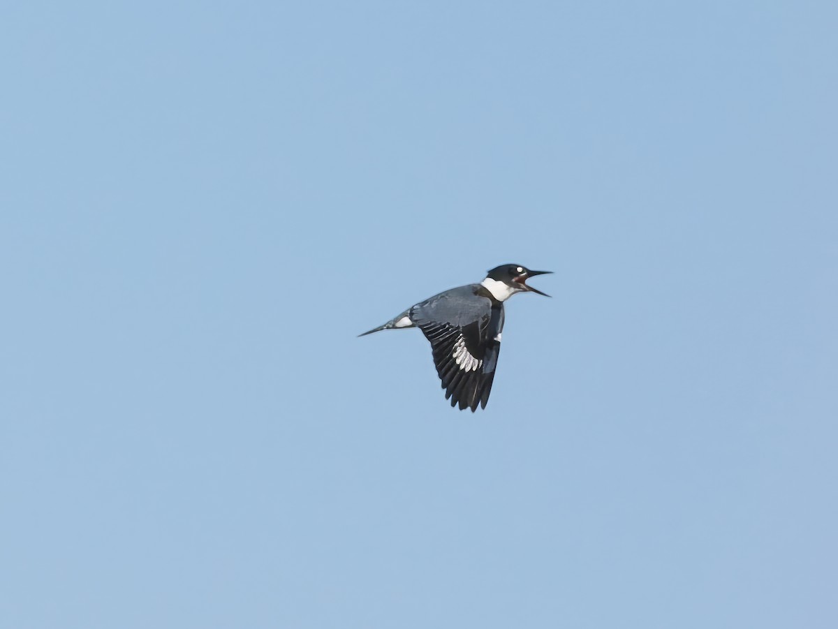 Belted Kingfisher - ML610522383