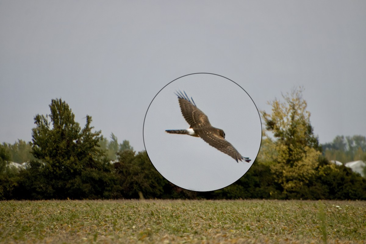 Northern Harrier - ML610522384