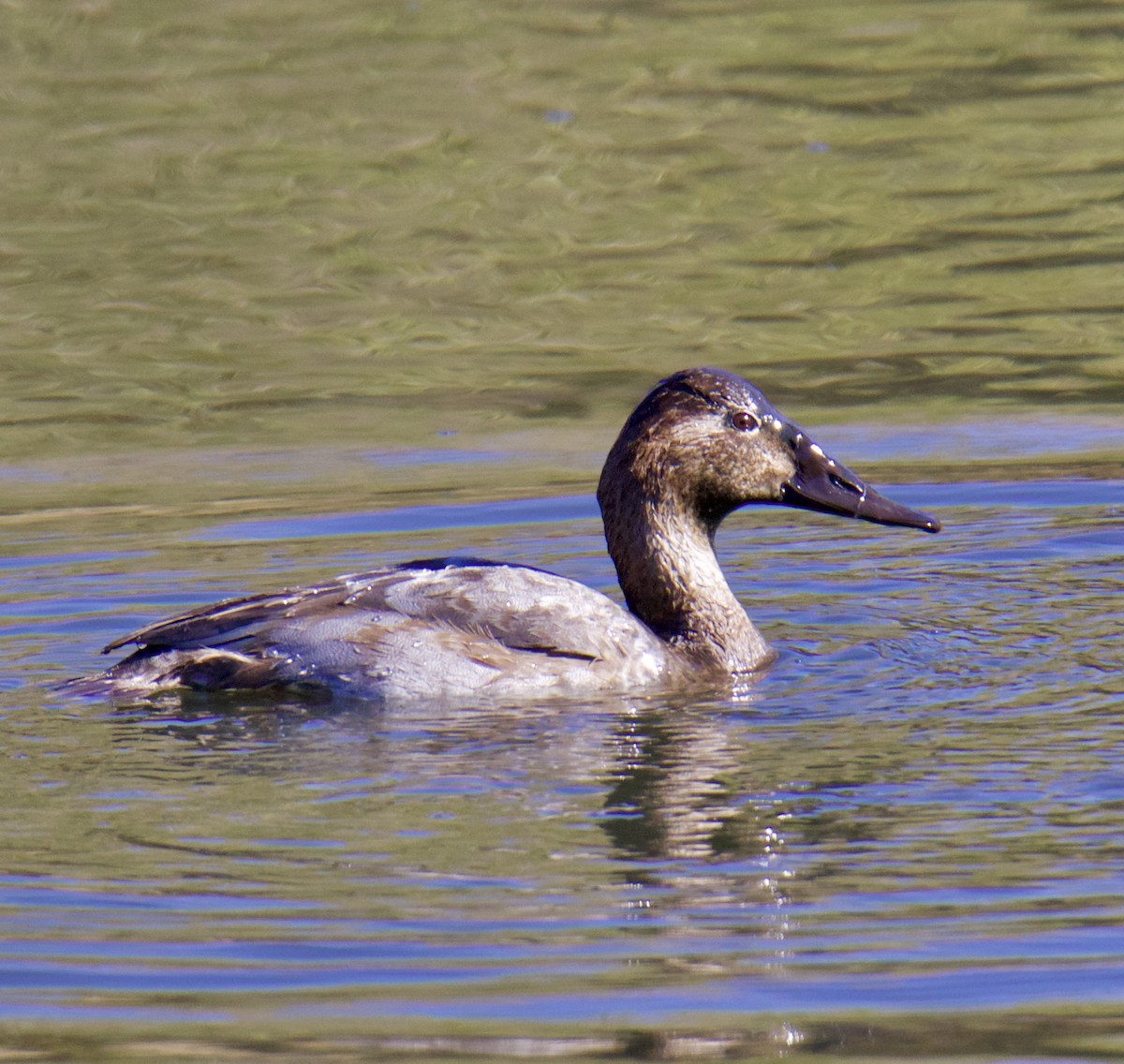 Canvasback - ML610522434