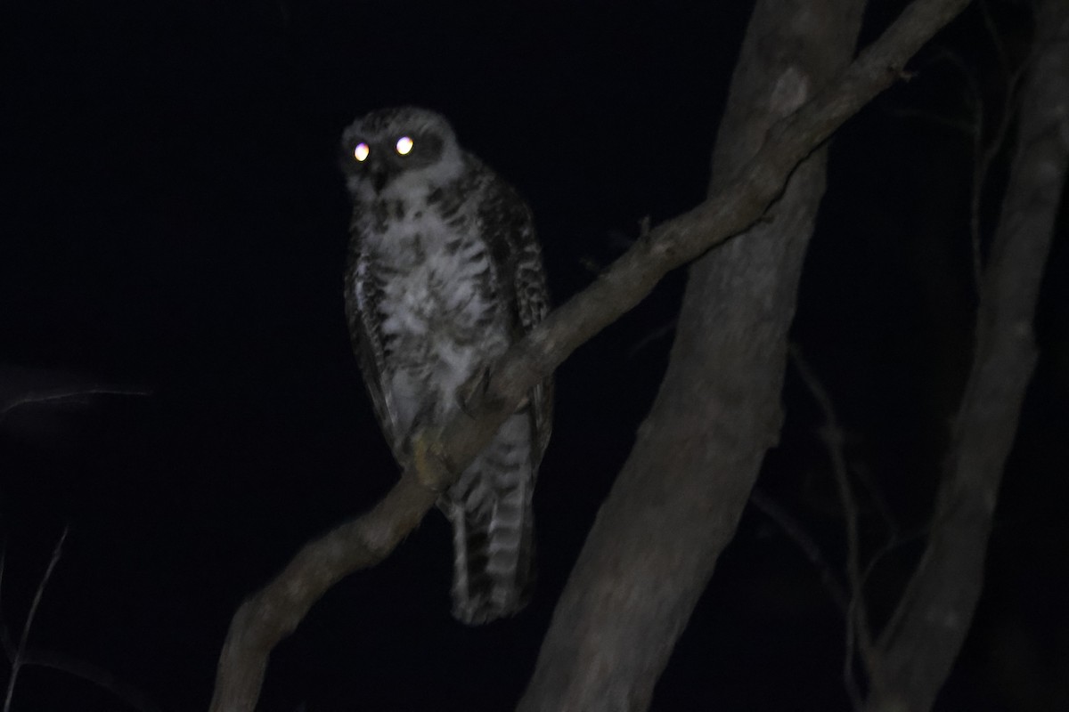 Powerful Owl - ML610522561