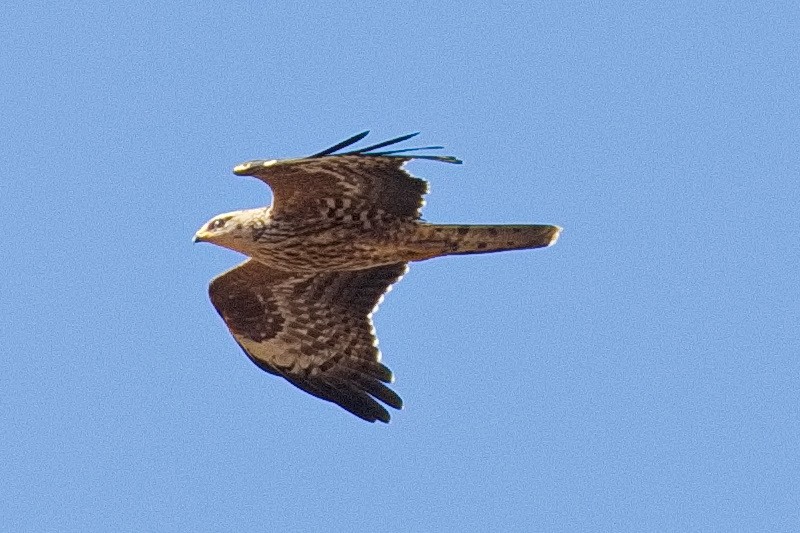 European Honey-buzzard - ML610522700