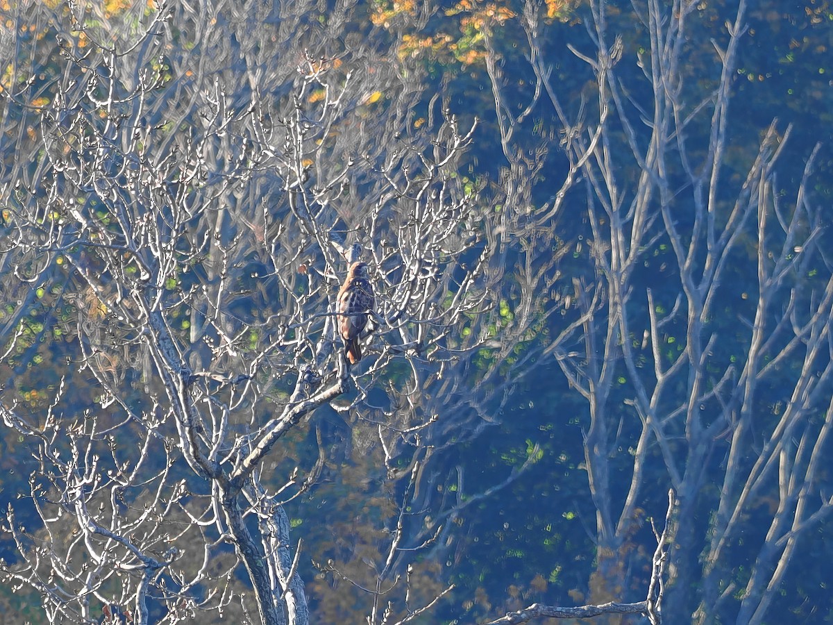 Red-tailed Hawk - ML610522725