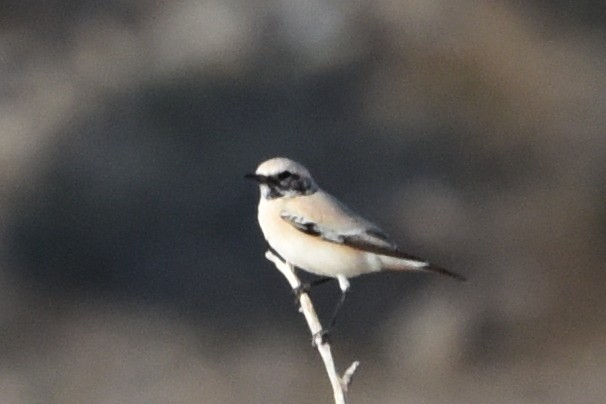 Desert Wheatear - ML610522770