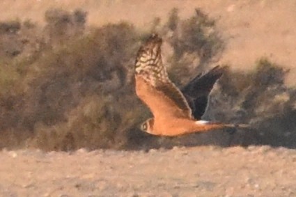 Pallid Harrier - ML610522781