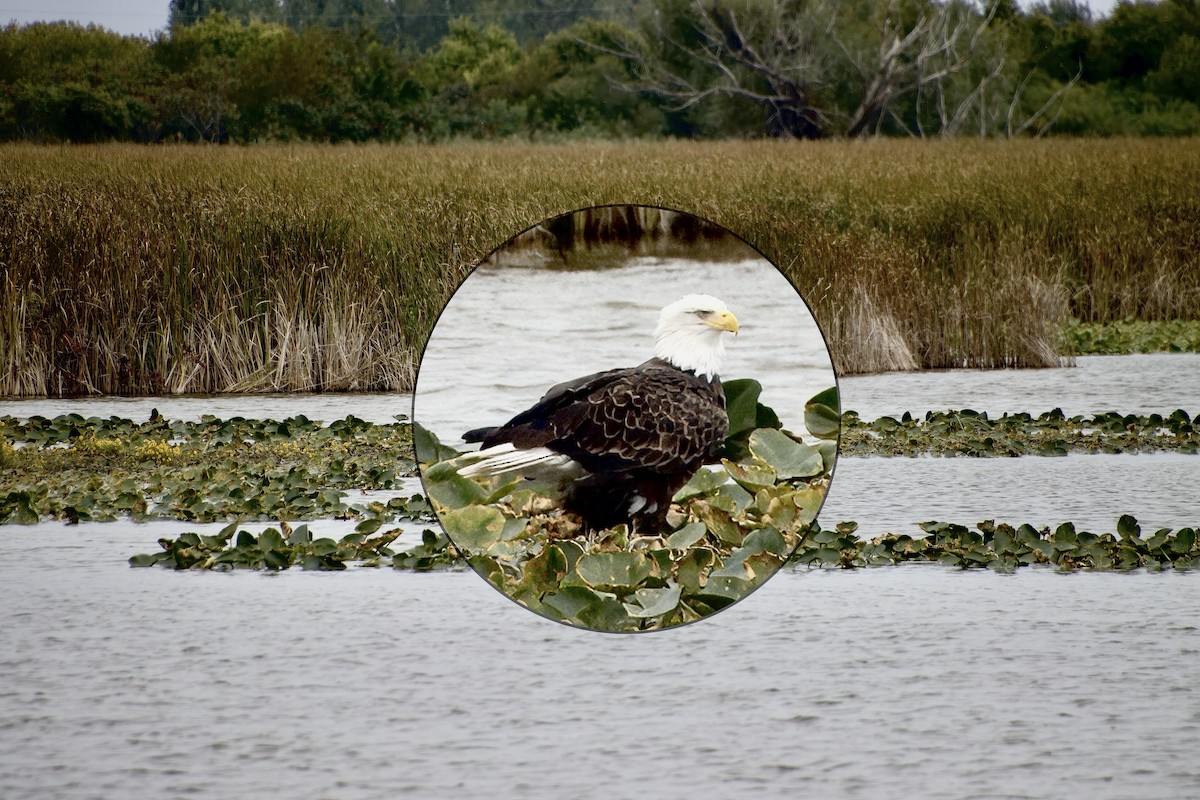 Bald Eagle - ML610522816