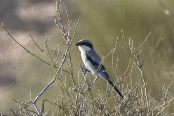 Great Gray Shrike - ML610522857