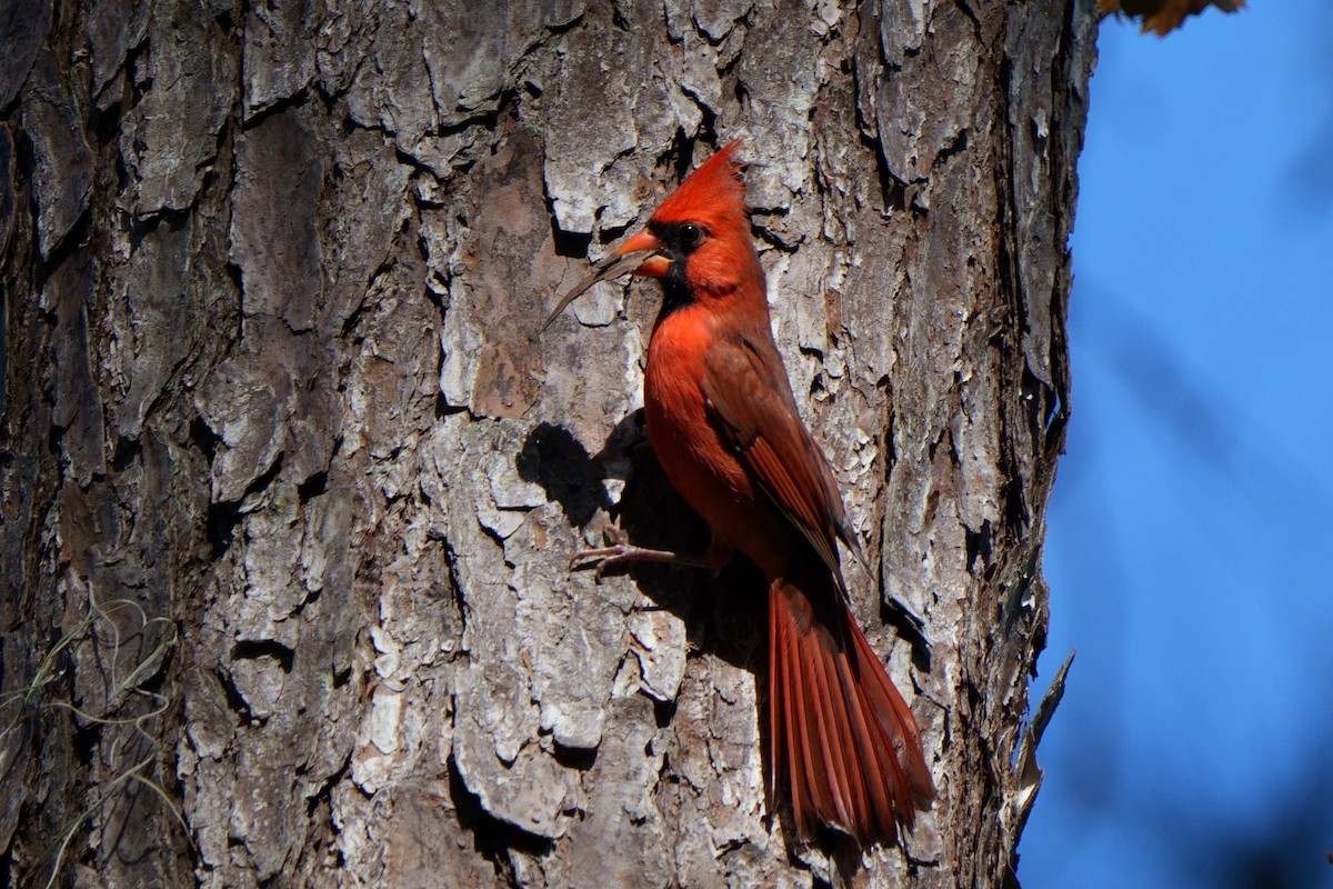 Northern Cardinal - ML610522885