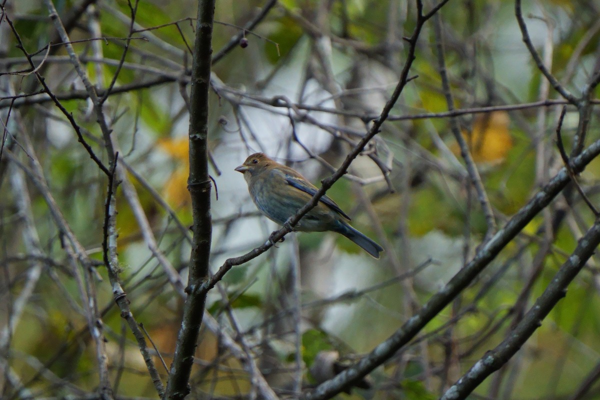 Indigo Bunting - ML610522891