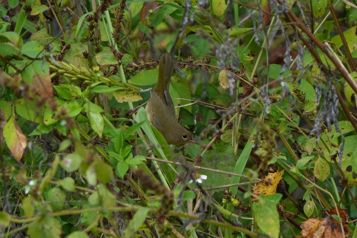 Paruline masquée - ML610522910