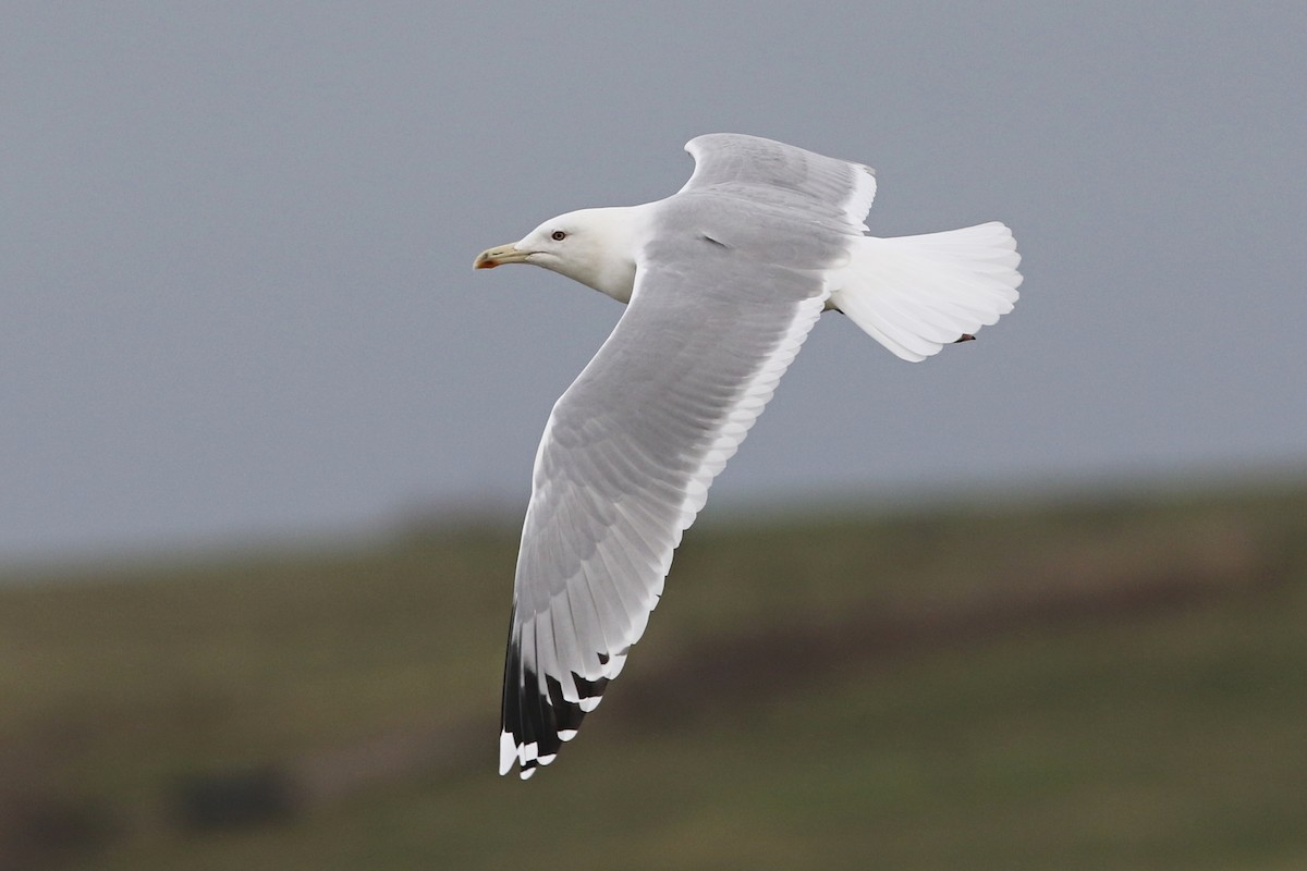 Caspian Gull - ML610522957