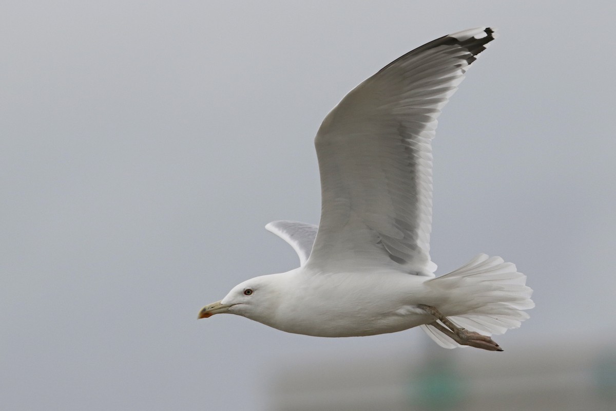 Caspian Gull - ML610522971