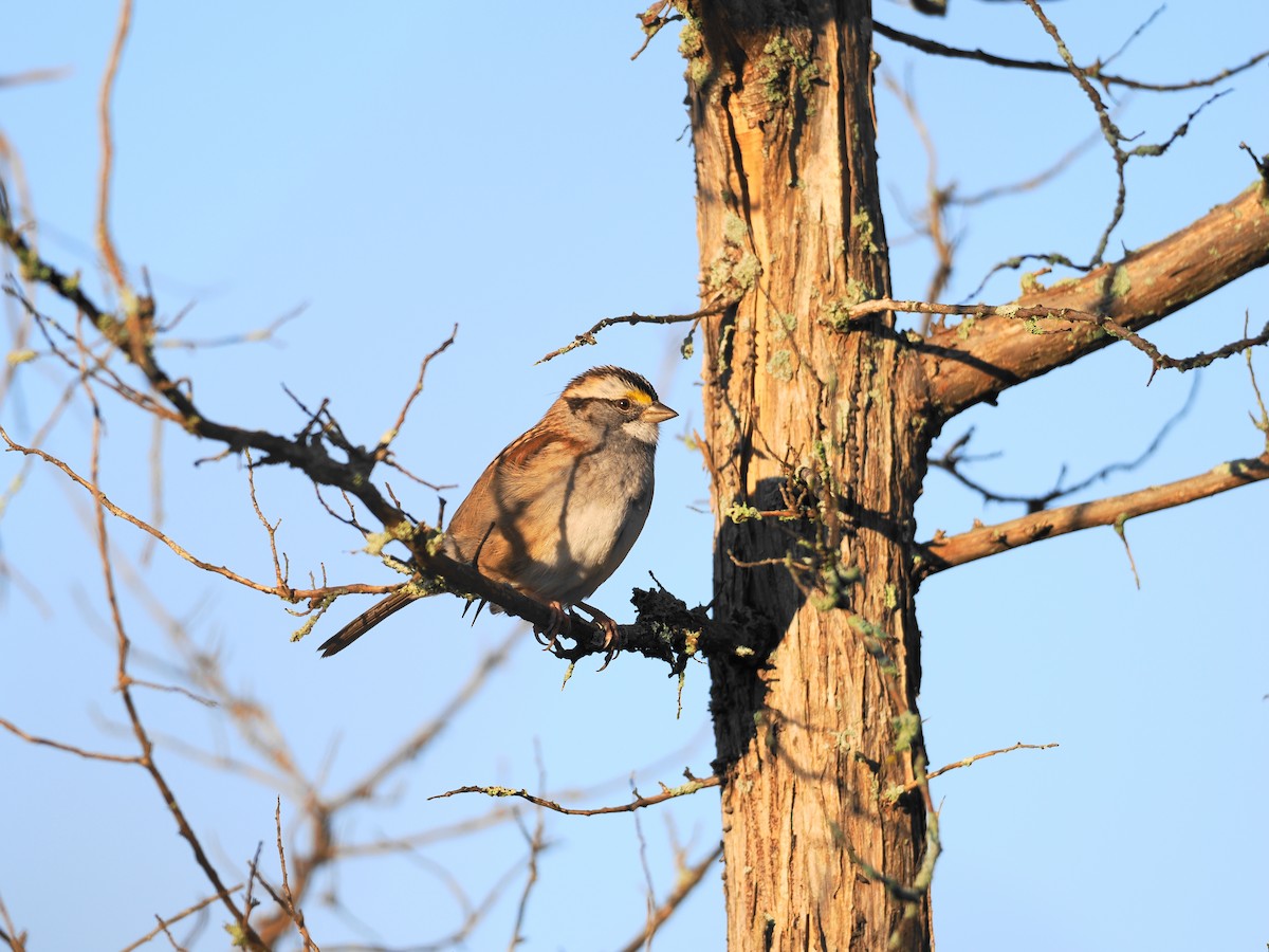 White-throated Sparrow - ML610522984