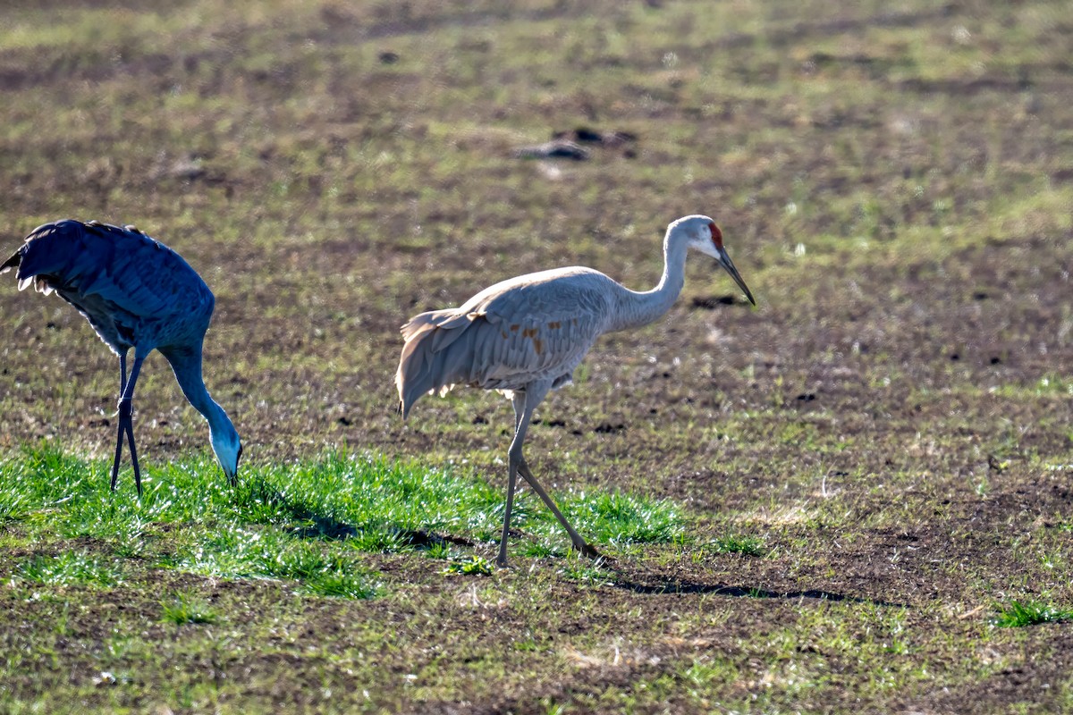 Sandhill Crane - ML610522997