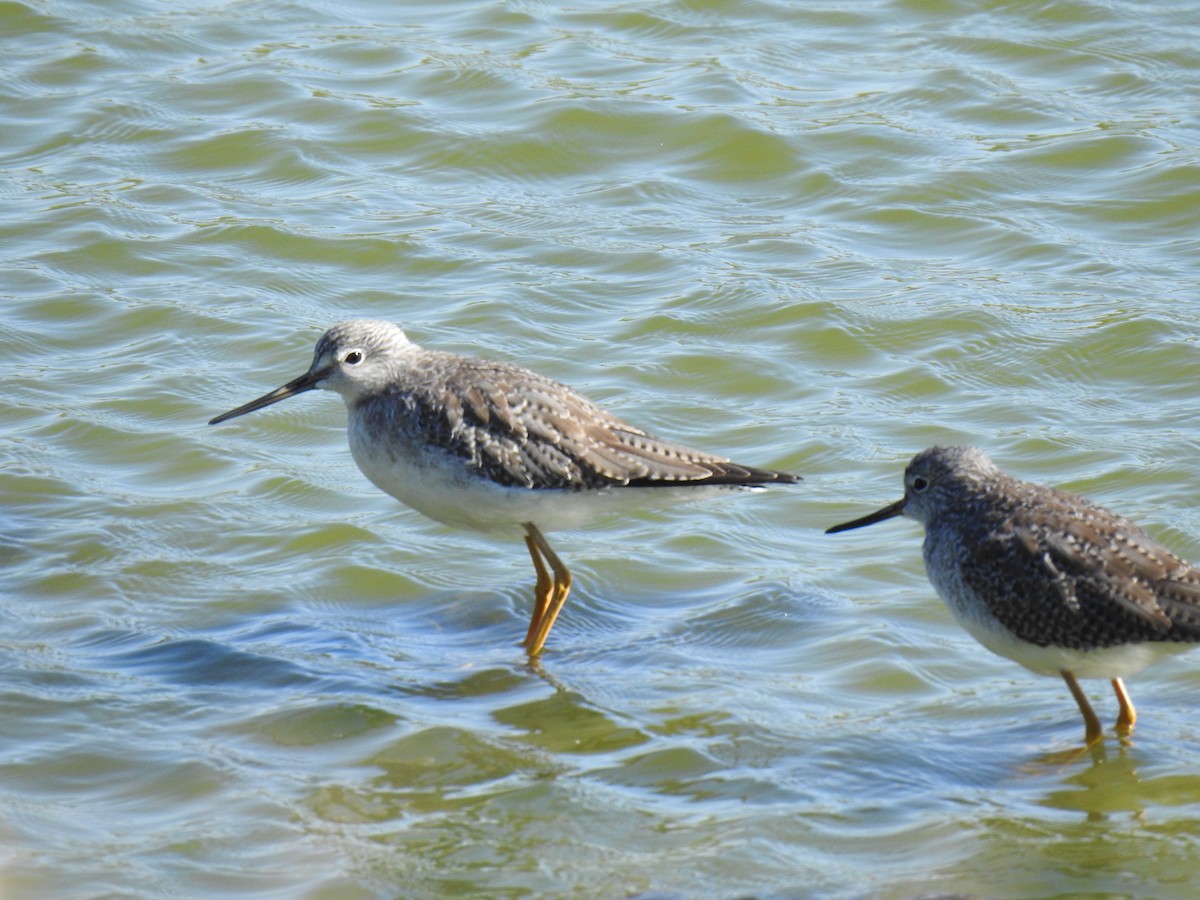 Greater Yellowlegs - ML610523011