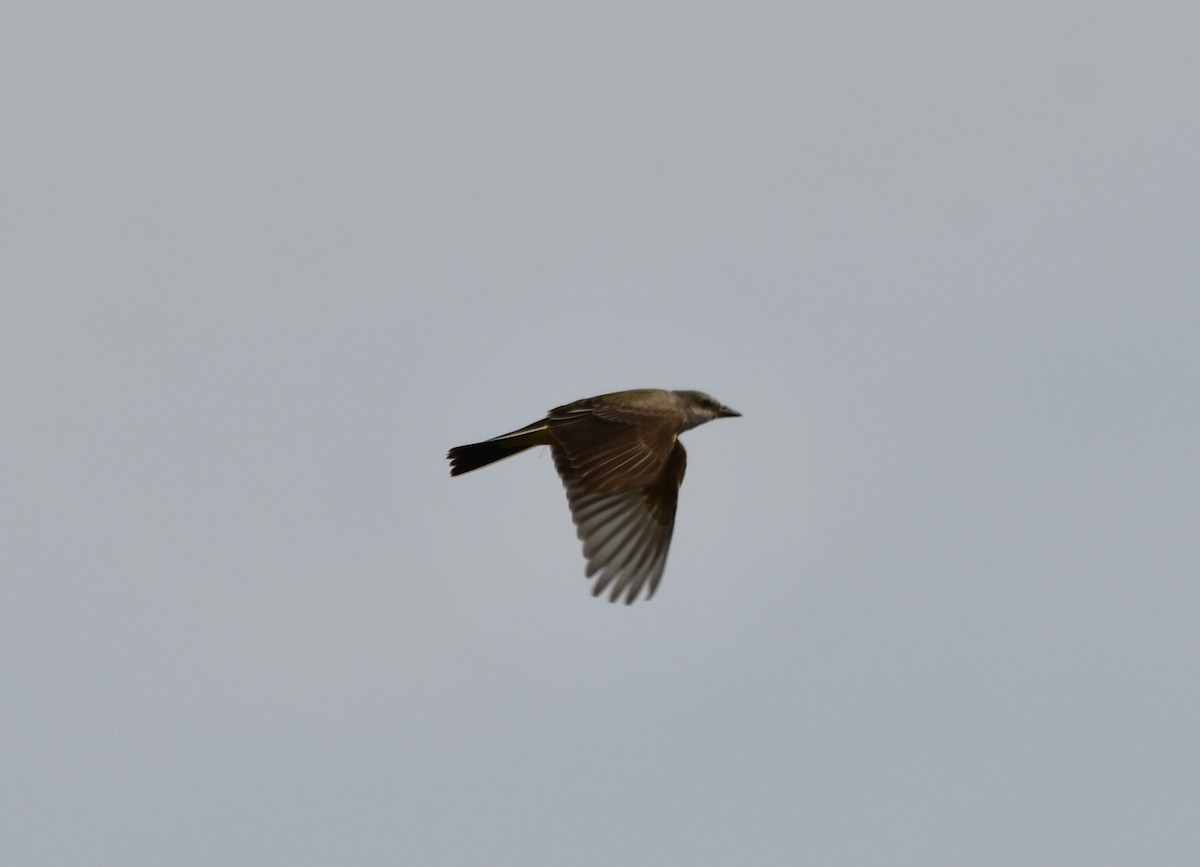 Western Kingbird - ML610523134