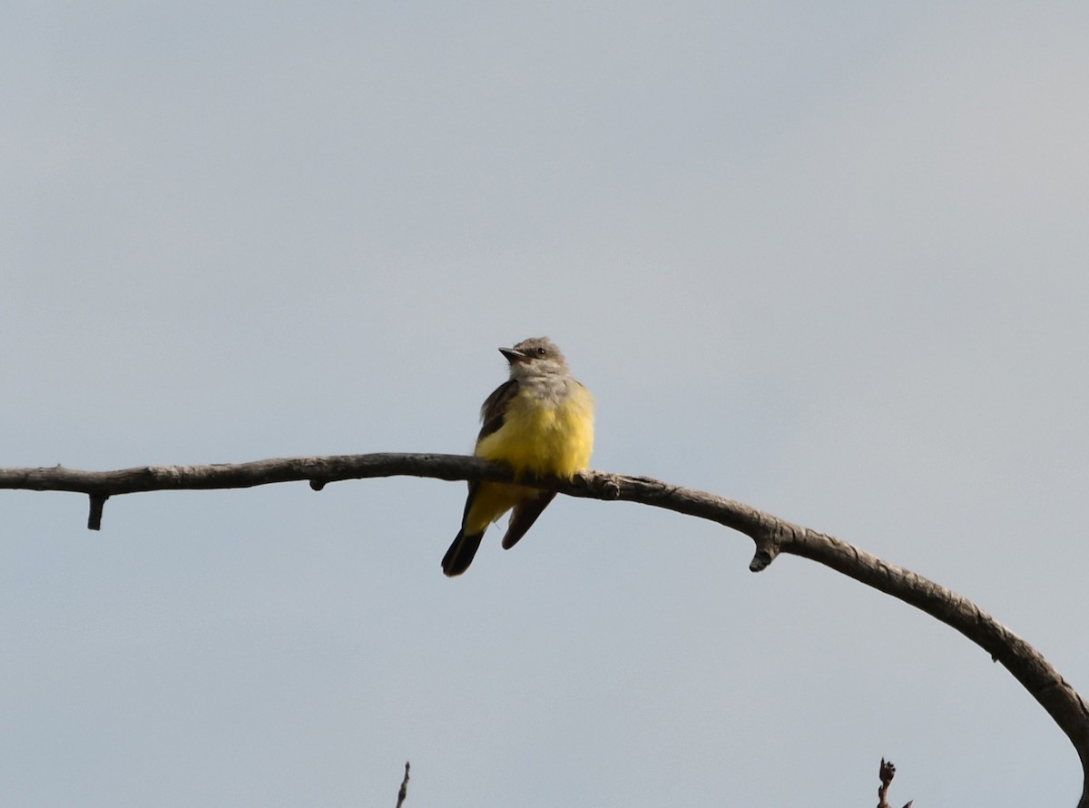 Schmalschnabel-Königstyrann - ML610523136