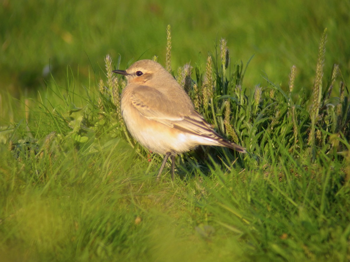 Isabelline Wheatear - ML610523193