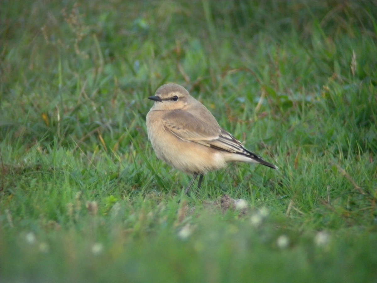 Isabelline Wheatear - ML610523196