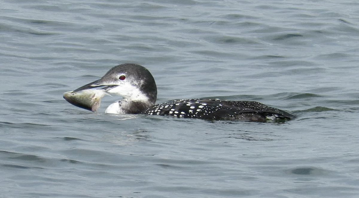 Common Loon - ML610523211