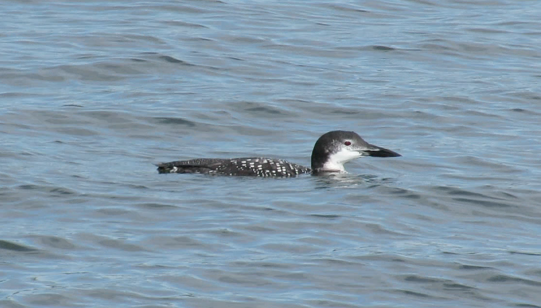 Common Loon - ML610523212