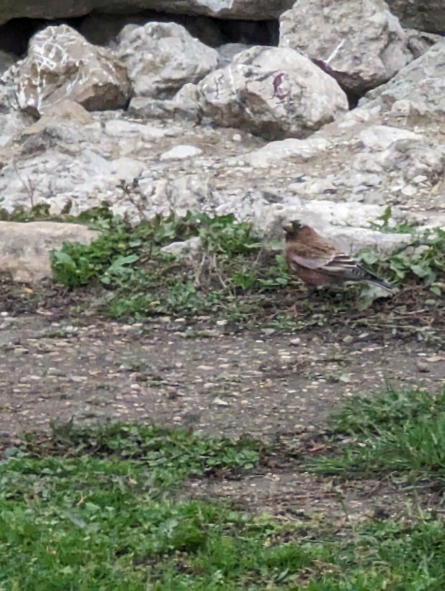 Gray-crowned Rosy-Finch - ML610523228