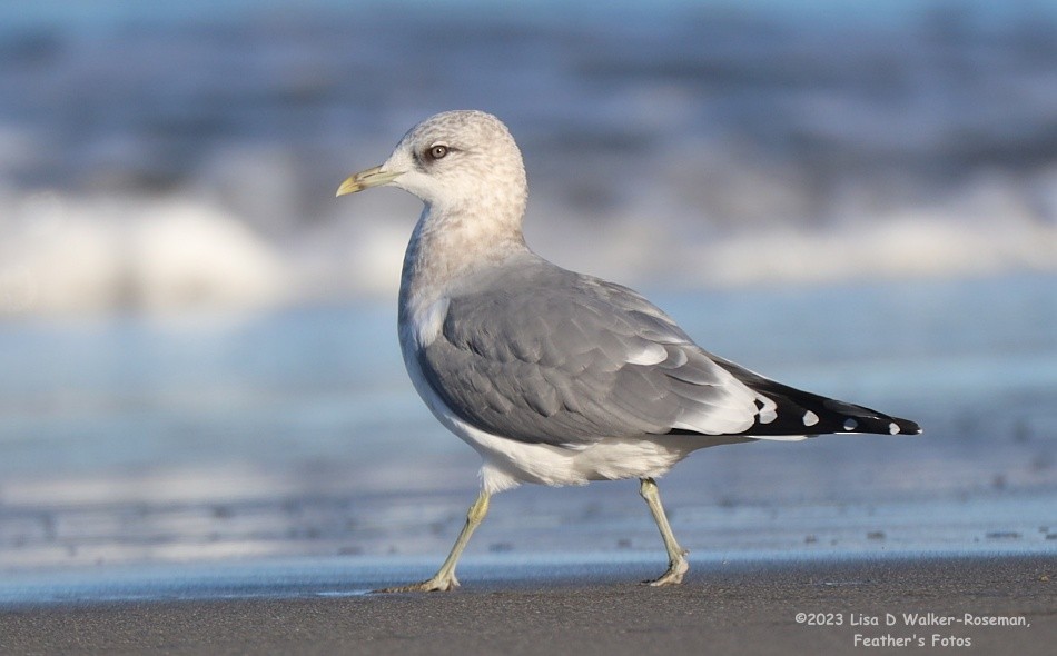 Short-billed Gull - ML610523298