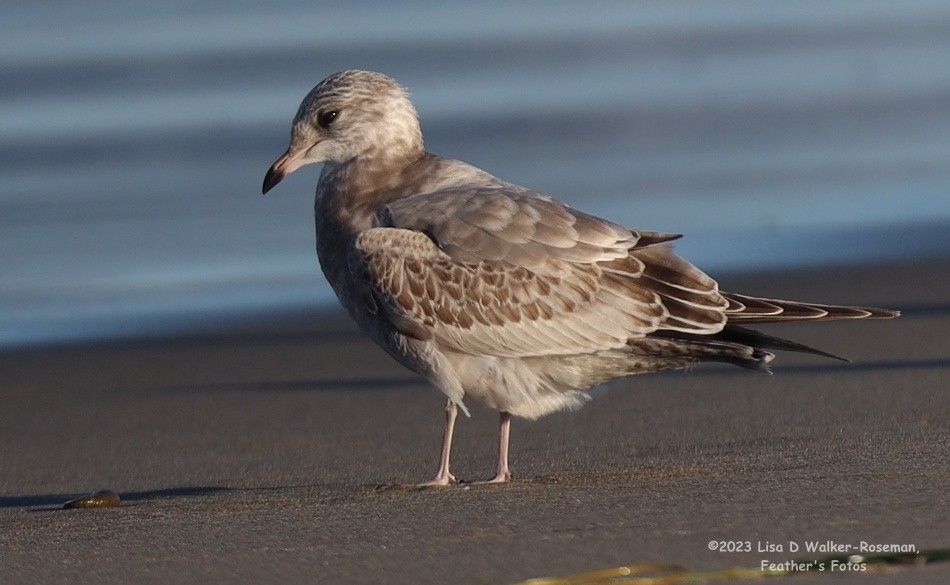 Short-billed Gull - ML610523299