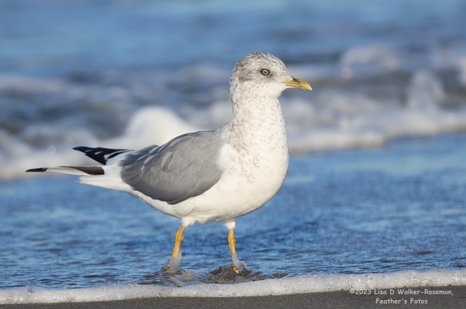 Short-billed Gull - ML610523300