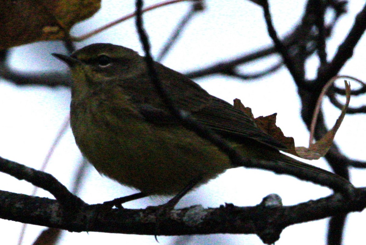 Palm Warbler - Jenny Rogers