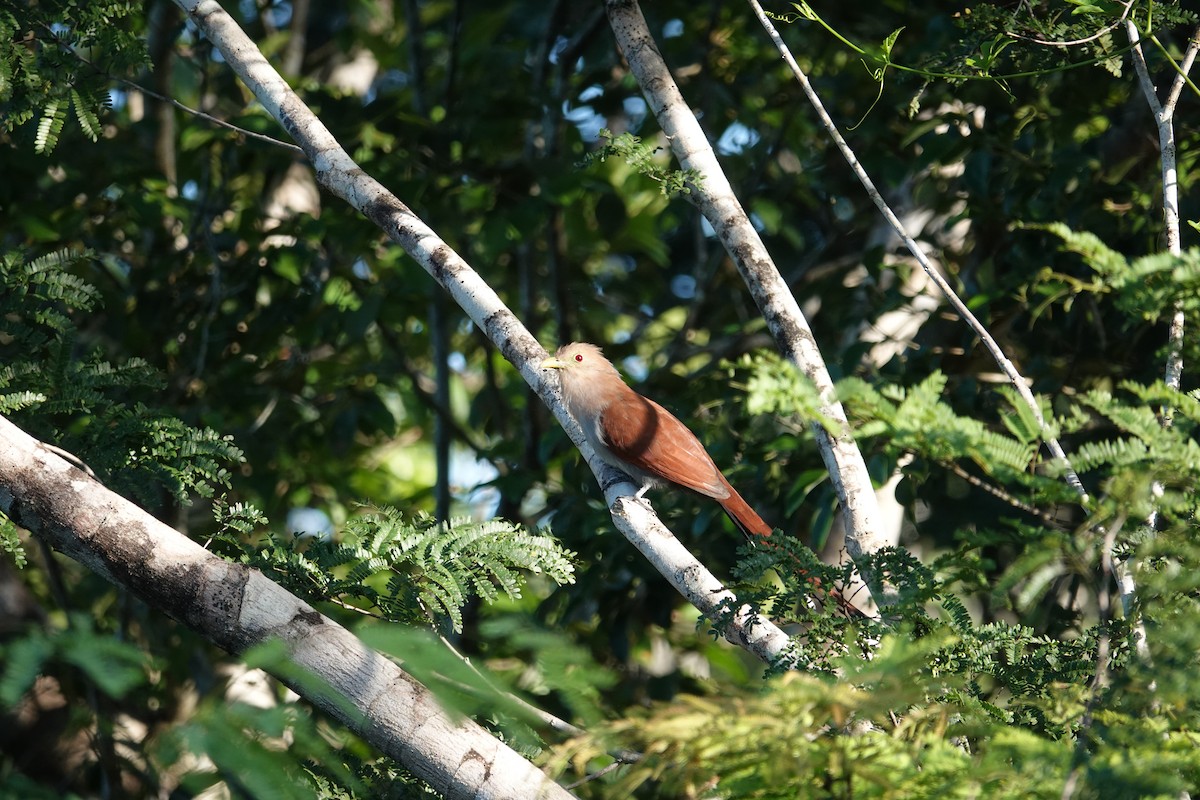 Squirrel Cuckoo (Middle America) - ML610523413