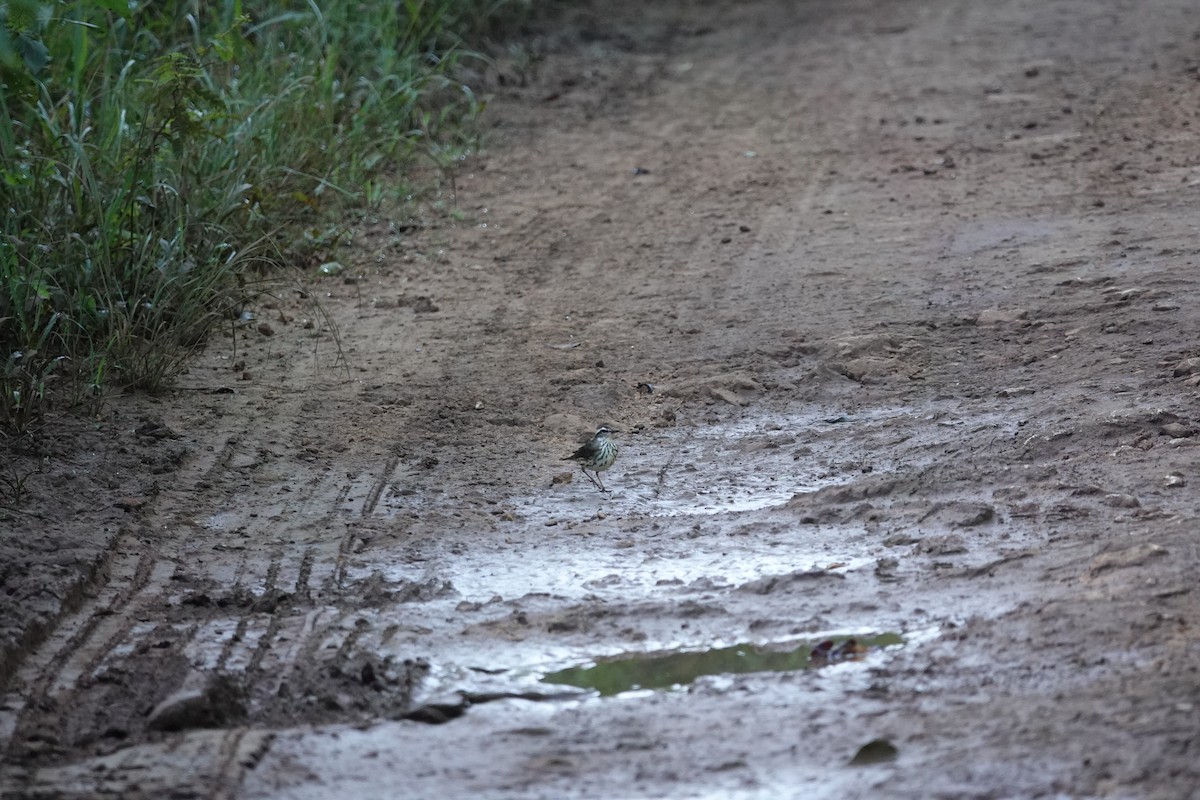 Louisiana Waterthrush - ML610523460