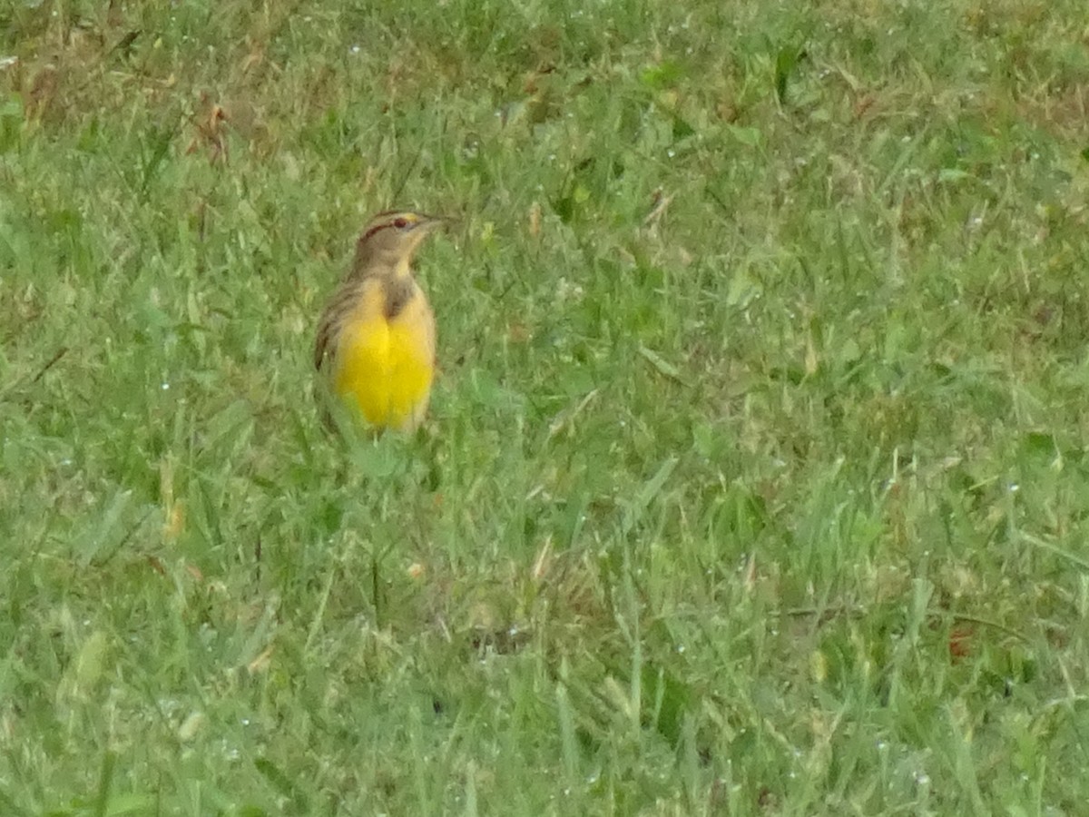 Eastern Meadowlark - Randy Coons