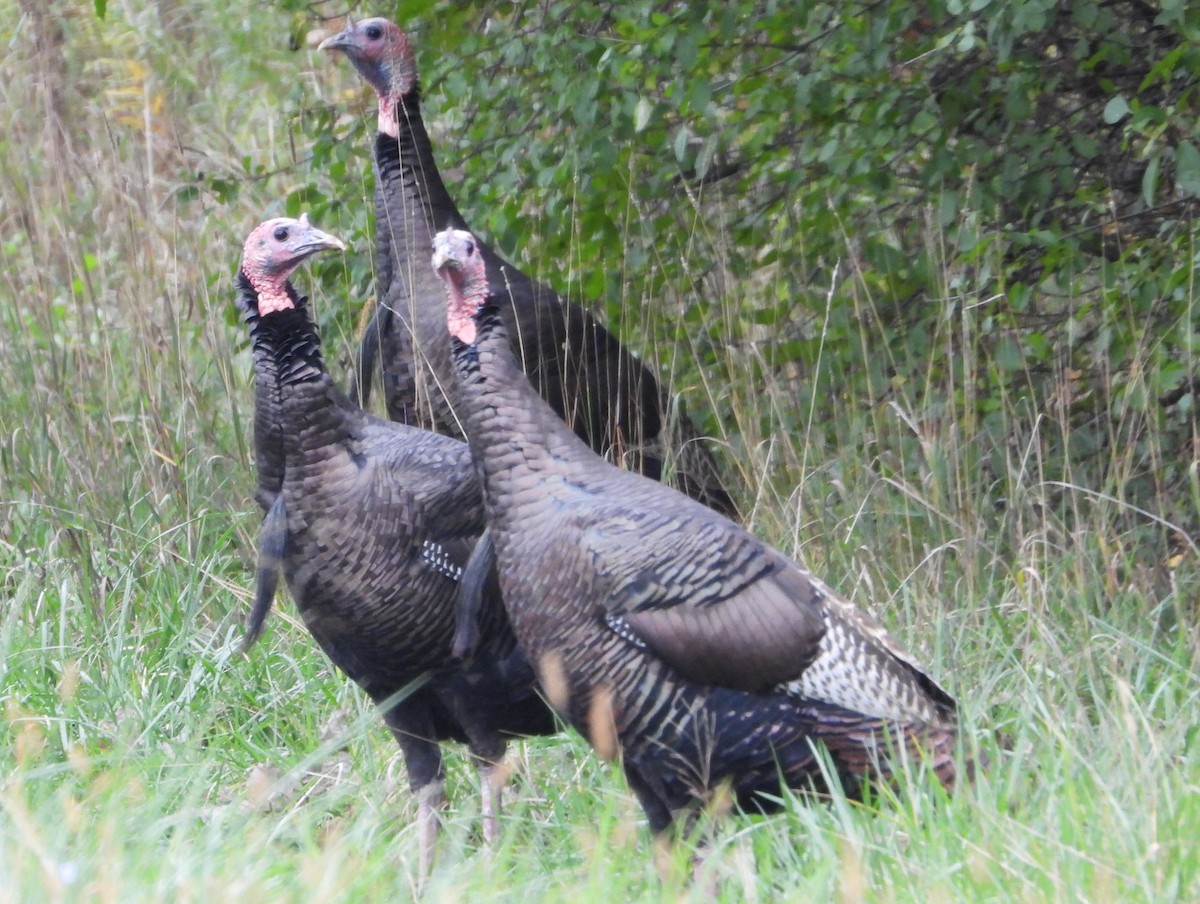 Wild Turkey - Brent Daggett