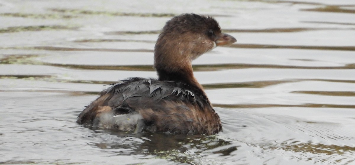 Pied-billed Grebe - ML610523487