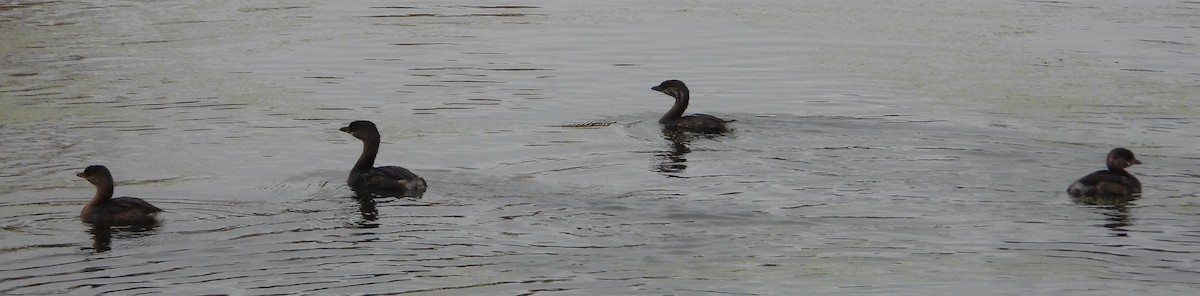 Pied-billed Grebe - ML610523488
